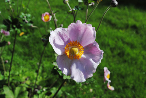flowers
